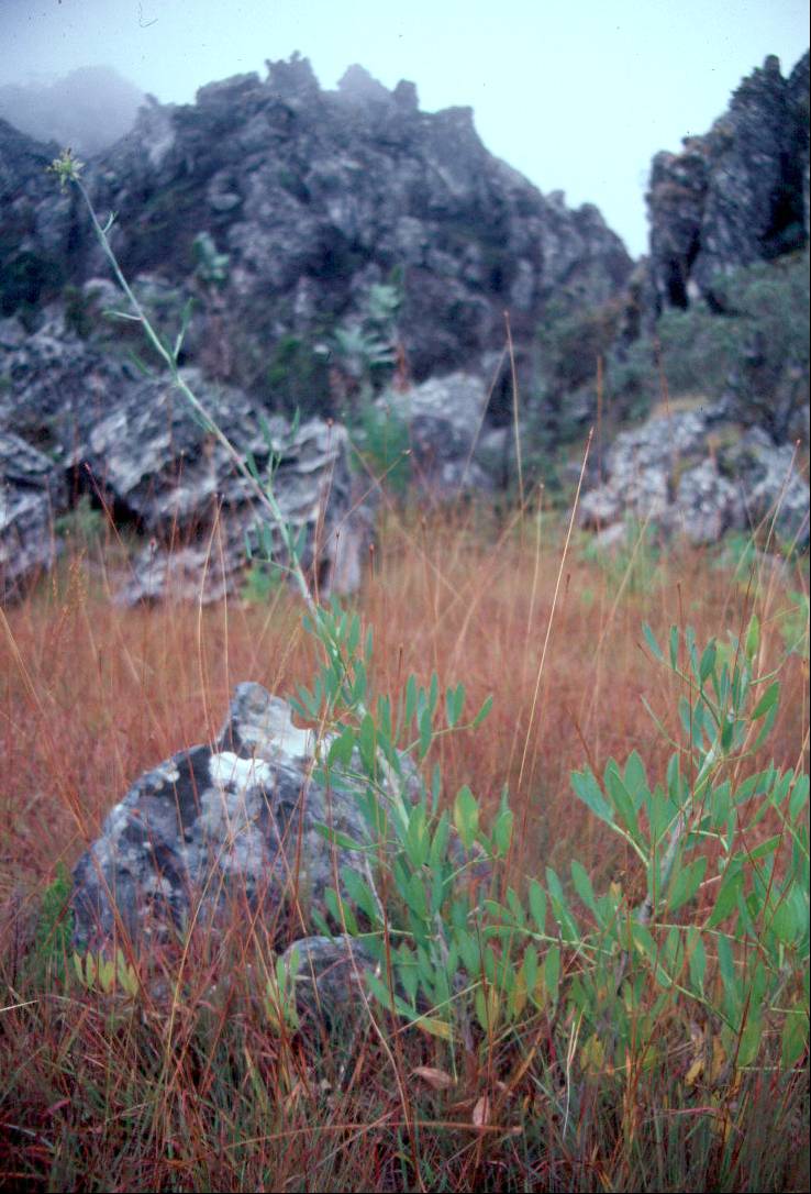 Chimanimani Mountains